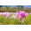Crocus d'automne 'The Giant' - grand paquet - 10 pieces; safran des pres, femme nue