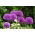 Cipolla ornamentale Purple Sensation - Confezione XXXL! - 150 pz