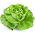 Rau diếp bơ "Nữ hoàng tháng 5" - NANO-GRO - tăng khối lượng thu hoạch lên 30% - 