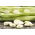 "Bartek" - 500 gramos; habas, habas - 