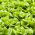Rau diếp bơ "Nữ hoàng tháng 5" - NANO-GRO - tăng khối lượng thu hoạch lên 30% - 