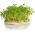 Semințe pentru germinare - Cresonul - 500 g - Superaliment bogat în nutrienți - Semințe proaspete