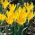 Jonquille d'hiver - Forfait XXXL! - 50 pieces; jonquille d'automne, jonquille d'automne, muguet, crocus d'automne jaune