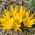 Jonquille d'hiver - Forfait XXXL! - 50 pieces; jonquille d'automne, jonquille d'automne, muguet, crocus d'automne jaune