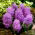 Feather grape hyacinth - Muscari comosum Plumosum - XXXL package! - 250 pcs