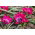 Tulip 'Little Beauty' - XXXL package! - 250 pcs