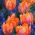 Tulipan 'Prinses Irene Parrot' - stor pakke - 50 stk