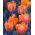 Tulipan 'Prinses Irene Parrot' - stor pakke - 50 stk
