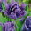 Parrot tulip 'Blue Parrot' - large package - 50 pcs