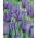 Parrot tulip 'Blue Parrot' - large package - 50 pcs