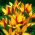 Botanische Tulpe - 'Cynthia' - XXXL Paket! - 250 Stk