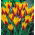 Botanische Tulpe - 'Cynthia' - XXXL Paket! - 250 Stk