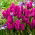 Tulipán 'Purple Bouquet' - nagy csomag - 50 db.