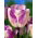 Tulip 'Shirley' - large package - 50 pcs