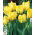 Tulipano pappagallo 'Texas Gold' - confezione grande - 50 pz