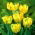 Tulipano pappagallo 'Texas Gold' - confezione grande - 50 pz