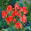 Tulip 'Toronto' - large package - 50 pcs