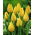 Tulipan 'Yokohama' - stor pakke - 50 stk.