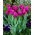 Tulip 'Passionale' - XXXL package! - 250 pcs