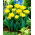 Tulipano 'Monte Carlo' - Confezione grande - 50 pz