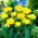 Tulipano 'Monte Carlo' - Confezione grande - 50 pz