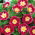 Convolvulus - Red Ensign - Convolvulus tricolor - Brilliant Ground Cover for Instant Impact - Fresh Seeds