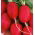 Lobak Lucynka - SEED TAPE - 