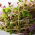 Sprouting seeds with a small sprouter - Fresh Mind Mix