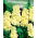 Vanligt lager Excelsior - ljusgul; Brompton-lager, grovlager, tio veckors lager, gilly-flower - 
