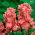 Common stock Excelsior - orange-nude; Brompton stock, hoary stock, ten-week stock, gilly-flower