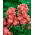 Common stock Excelsior - orange-nude; Brompton stock, hoary stock, ten-week stock, gilly-flower