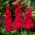 Common stock Excelsior cherry-red and heather purple; Brompton stock, hoary stock, ten-week stock, gilly-flower