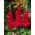 Common stock Excelsior cherry-red and heather purple; Brompton stock, hoary stock, ten-week stock, gilly-flower