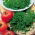 Semi che germogliano - Portulaca comune; lenticchia d&#39;acqua, piccolo panace, pursley - 