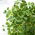 Microgreens - col rizada verde - hojas jóvenes de sabor único - 100 gramos - 