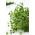 Microgreens - col rizada verde - hojas jóvenes de sabor único - 100 gramos - 