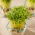 Microgreens - Épinards - jeunes feuilles au goût unique - 250 grammes - 