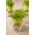 Microgreens - Épinards - jeunes feuilles au goût unique - 250 grammes - 