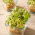 Microgreens - mustár - fiatal, egyedi ízű levelek - 100 gramm - 