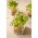 Microgreens - mustár - fiatal, egyedi ízű levelek - 100 gramm - 