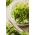 Microgreens - Cukrový hrášok - mladé listy jedinečnej chuti - 1 kg - 