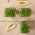 Microgreens - Rachetă, rucola - frunze tinere cu gust unic - 1 kg - 