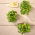 Microgreens - Tournesol - 1 kg - Riche en nutriments, texture parfaite - Graines fraîches