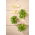 Microgreens - Tournesol - 1 kg - Riche en nutriments, texture parfaite - Graines fraîches