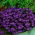 Garten Lobelia, Männertreu - Violett