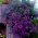Lobelia de culoare mov - 