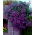 Lobelia de culoare mov - 