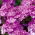 Roze-paarse hangende verbena; ijzerhard - 