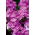 Roze-paarse hangende verbena; ijzerhard - 