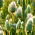 Kanarie gras - 